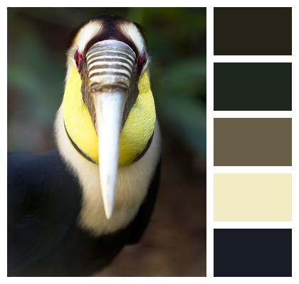 Bird Exotic Bird Colorful Image